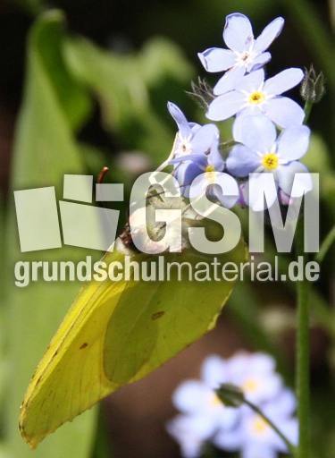 Zitronenfalter 018.jpg